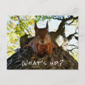 Funny Squirrel What's Up Cute Animal Hello i シーズンポストカード (正面)