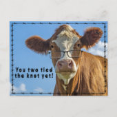 Funny Western Cow Marriage Joke Ranch & Farm Style シーズンポストカード (正面)