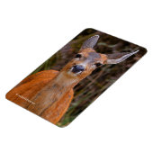 Funny Young Blacktail Deer Smiles at Photographer マグネット (左側)