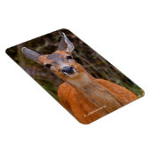 Funny Young Blacktail Deer Smiles at Photographer マグネット (右側)