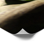 Furcifer oustaleti ポスター (角)