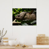 Furcifer oustaleti ポスター (キッチン)