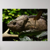 Furcifer oustaleti ポスター (正面)