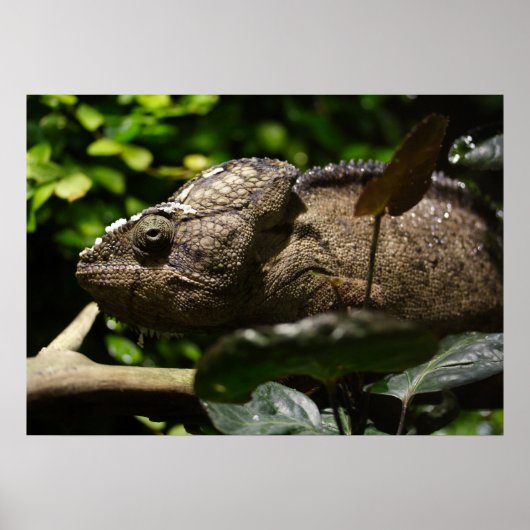 Furcifer oustaleti ポスター (正面)