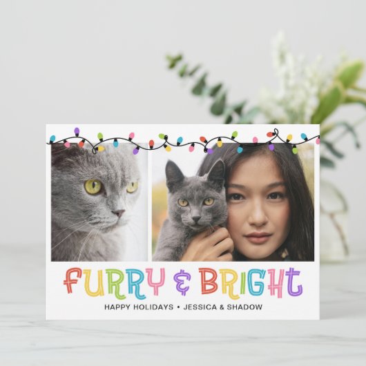 Furry & Bright Cat写真 シーズンカード (スタンド正面)