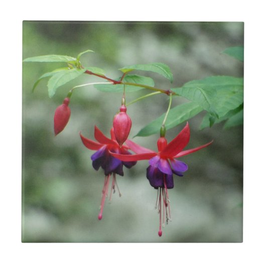 Fuschia1A.jpg タイル (正面)