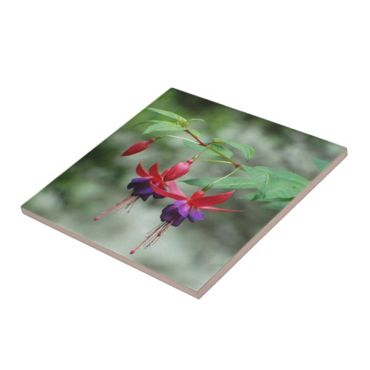 Fuschia1A.jpg タイル (側面)