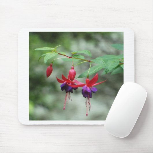 Fuschia1A.jpg マウスパッド (マウス)