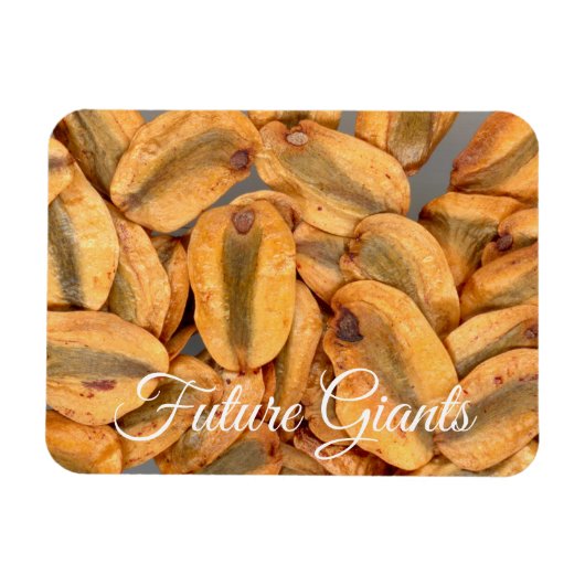 Future Giants、Giant Redwood種子 マグネット (横)