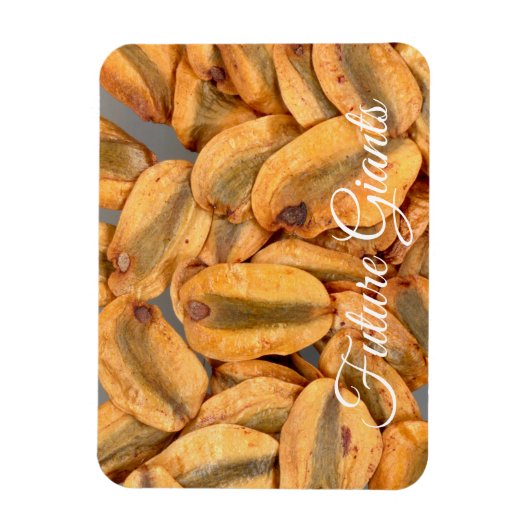 Future Giants、Giant Redwood種子 マグネット (縦)