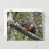 Fuzzy Sleeping on Tree Limbポストカード ポストカード (正面/裏面)