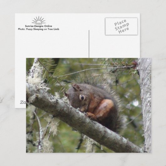 Fuzzy Sleeping on Tree Limbポストカード ポストカード (正面/裏面)