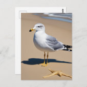 gに囲まれたかわいらしビーチの小さなカモメ ポストカード (正面/裏面)