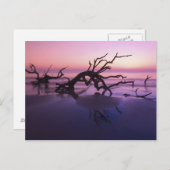 GAジキル島、ツリー墓地のビーチ ポストカード (正面/裏面)