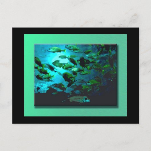 GA水族館はがき ポストカード (正面)