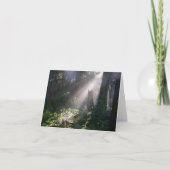 Gabriolaの森林日光 カード (正面)