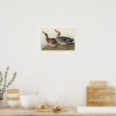 Gadwall Duck by Audubonポスター ポスター (キッチン)