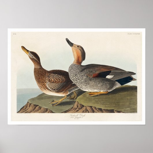 Gadwall Duck by Audubonポスター ポスター (正面)