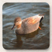 Gadwall Duck Drake on the Lake コースター (正面)