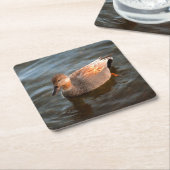 Gadwall Duck Drake on the Lake スクエアペーパーコースター (アングル)