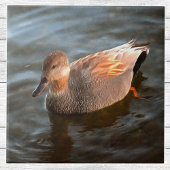Gadwall Duck Drake on the Lake タイル