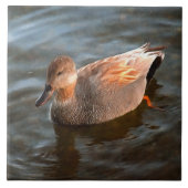 Gadwall Duck Drake on the Lake タイル (正面)