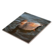 Gadwall Duck Drake on the Lake タイル (側面)