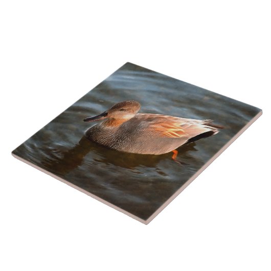 Gadwall Duck Drake on the Lake タイル (側面)