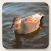 Gadwall Duck Drake on the Lake Glass Coaster コースター (正面)