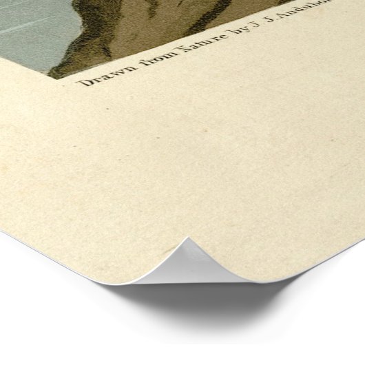 Gadwall Duck - John Audubon's Birds of America ポスター (角)