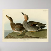 Gadwall Duck - John Audubon's Birds of America ポスター (正面)