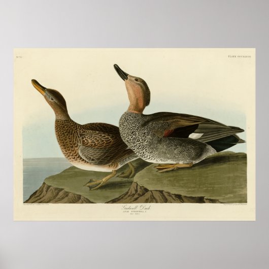 Gadwall Duck - John Audubon's Birds of America ポスター (正面)