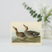 Gadwall Duck - John Audubon's Birds of America ポストカード (スタンド正面)