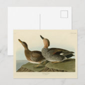Gadwall Duck - John Audubon's Birds of America ポストカード (正面/裏面)