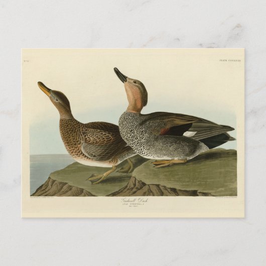 Gadwall Duck - John Audubon's Birds of America ポストカード (正面)