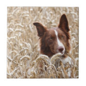 Gael タイル (正面)