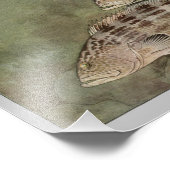 Gag & Black Grouperヴィンテージフィッシュプリント フォトプリント (角)