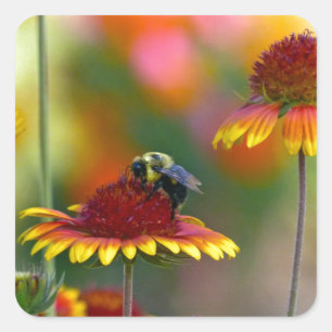 Gaillardiaの蜂 スクエアシール