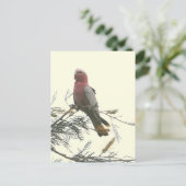 Galah ポストカード (スタンド正面)