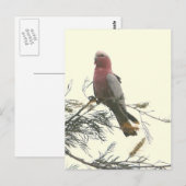 Galah ポストカード (正面/裏面)