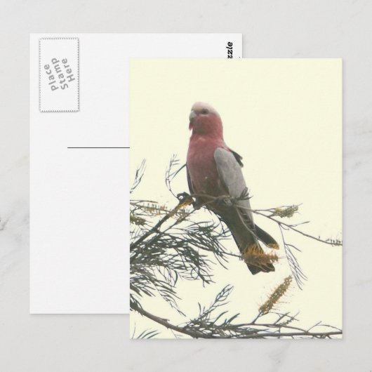 Galah ポストカード (正面/裏面)