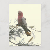 Galah ポストカード (正面)