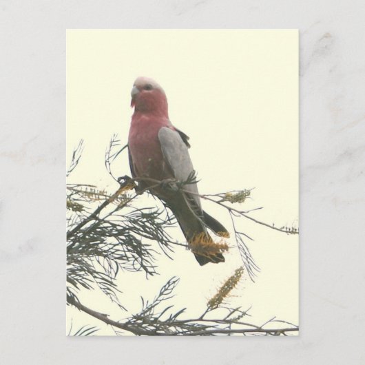 Galah ポストカード (正面)