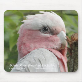 Galah (Breastedのばら色のオウム) マウスパッド