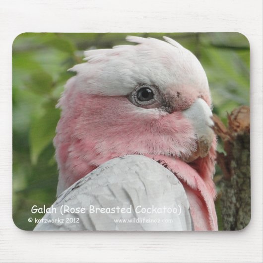 Galah (Breastedのばら色のオウム) マウスパッド (正面)