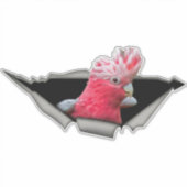 Galah Cockatoo decal, parrot decal, bird sticker シール (正面)