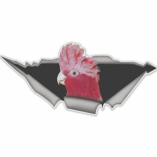 Galah Cockatoo Sticker – Pink Parrot Bird Decal シール (正面)