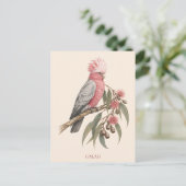 Galah Postcard | Bush Edition ポストカード (スタンド正面)