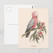 Galah Postcard | Bush Edition ポストカード (正面/裏面)