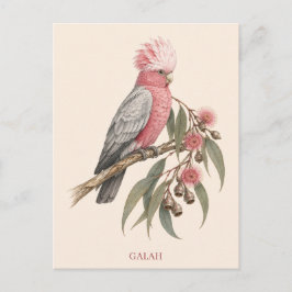 Galah Postcard | Bush Edition ポストカード